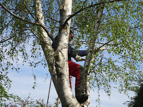 Best Tree and Shrub Care  in Logan, IA